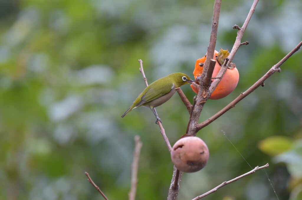 いただきますⅡ