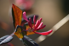 冬の公園の片隅でⅡ