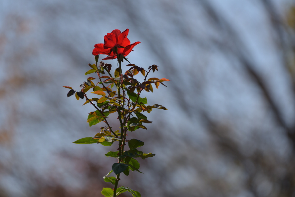 小春日和に咲く