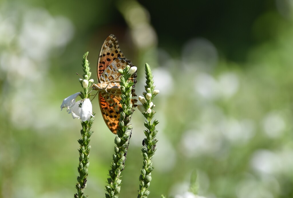 カスタムポーズ？