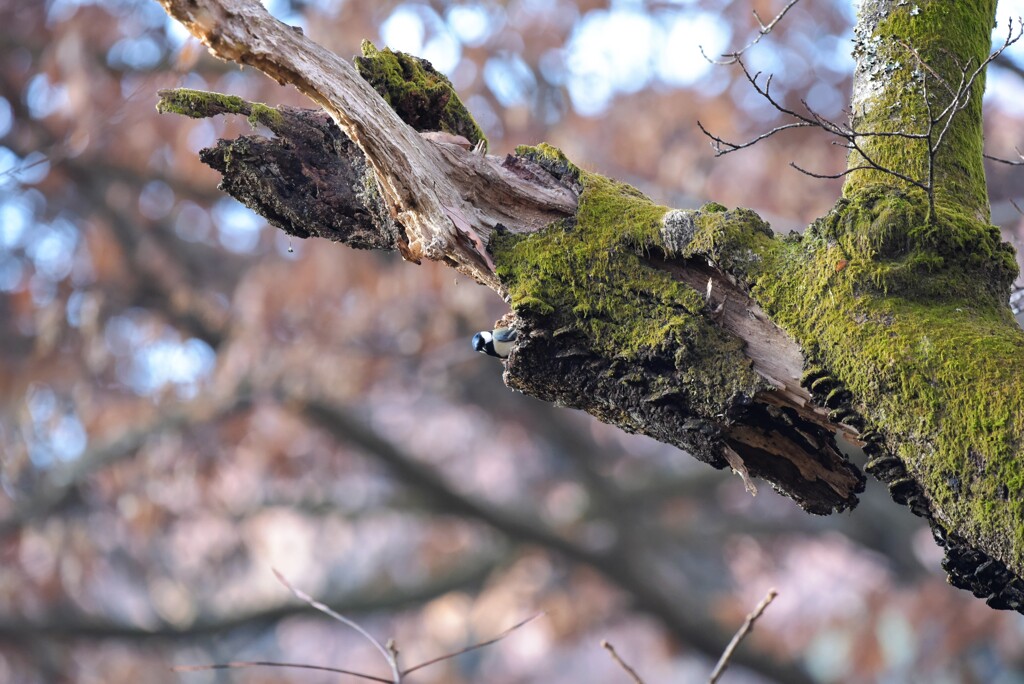 ここにいるけど