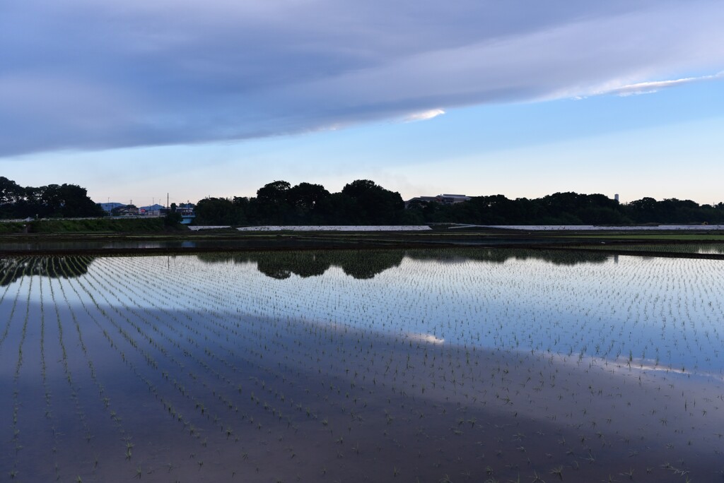 田植え直後の水かがみ