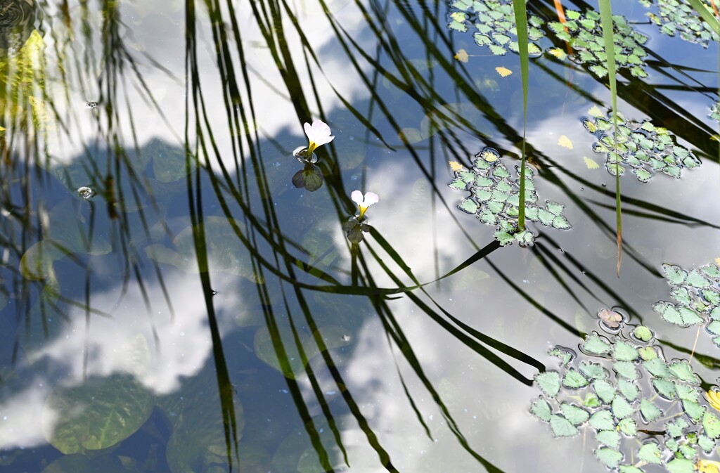 夏の水面