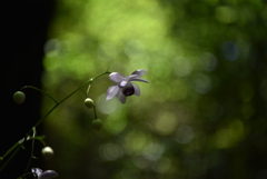 人気の花