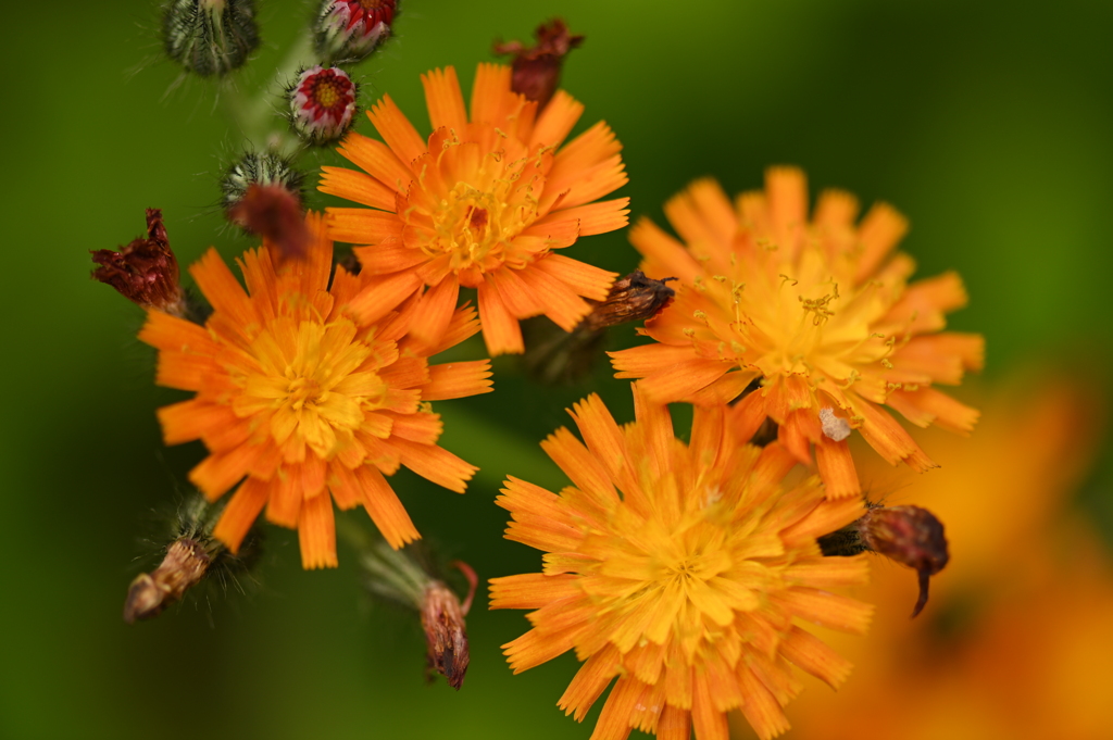 コウリンタンポポ