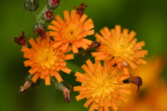 コウリンタンポポ