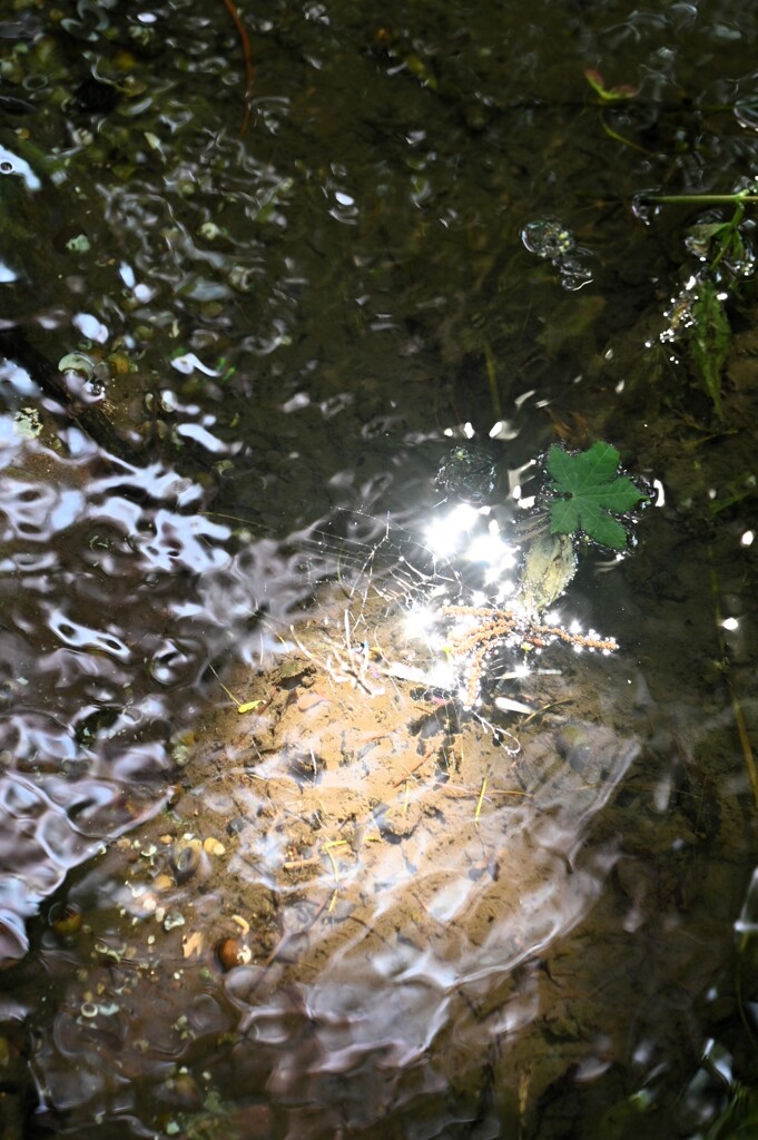 光る川面