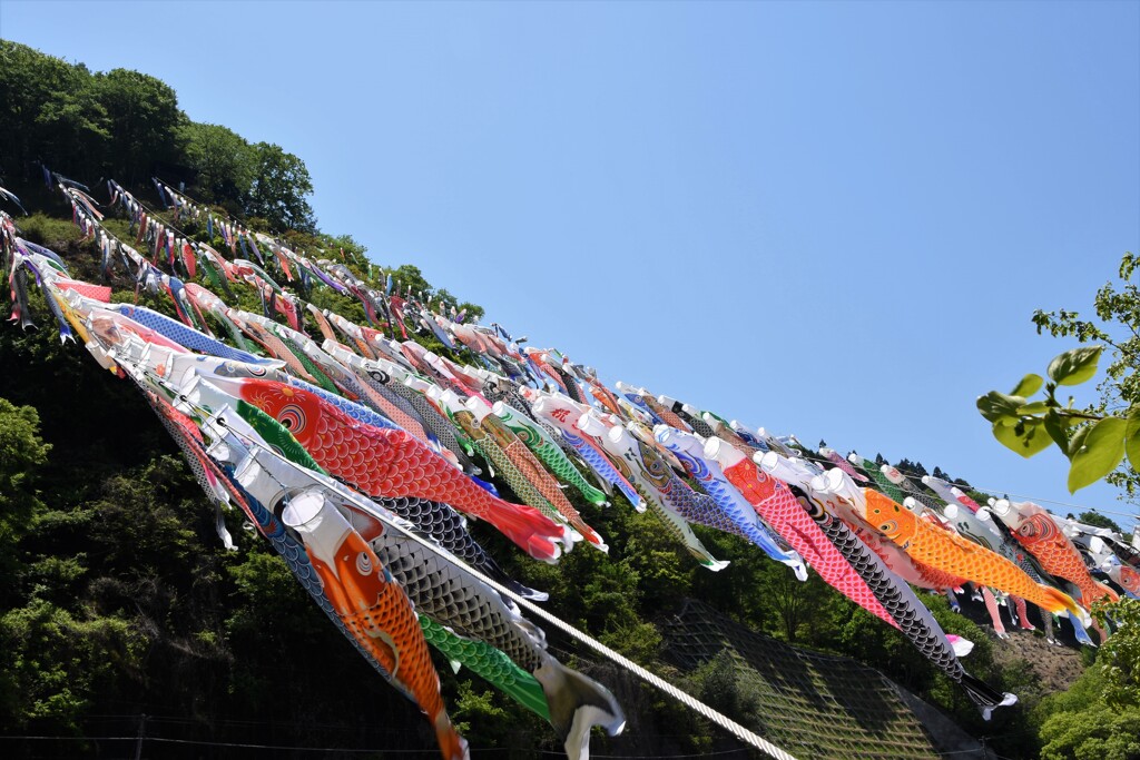 鯉の山登り