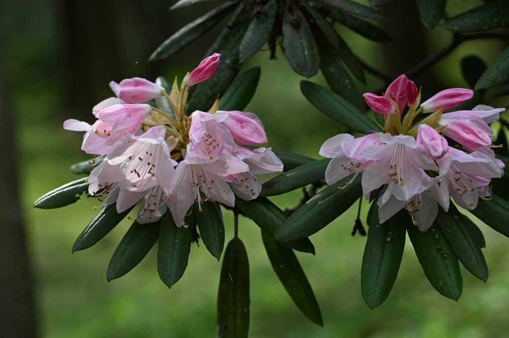 ウェディングブーケ