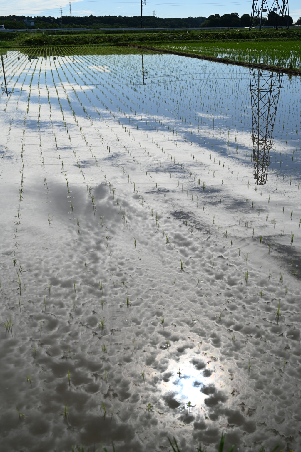 水田の光