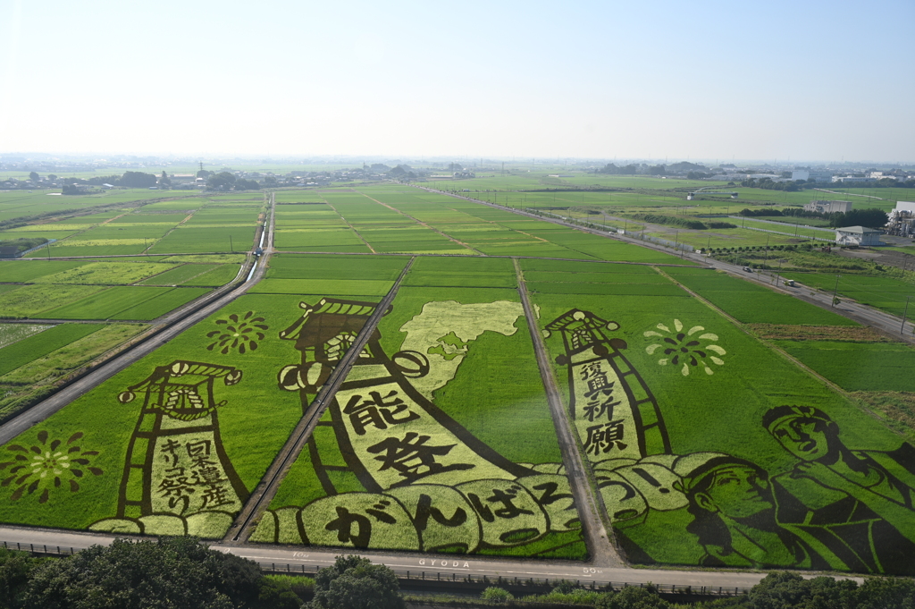 田んぼアート