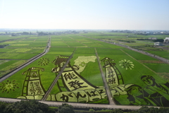 田んぼアート