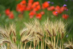 麦とポピー