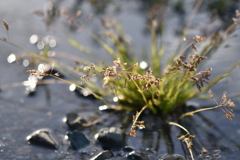 河原に生きる⑤