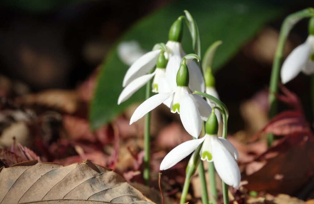 スノードロップ