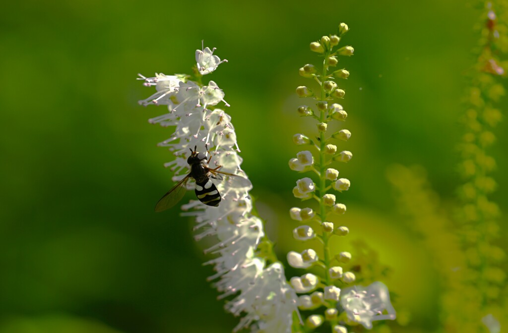 シモバシラとアブ