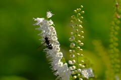 シモバシラとアブ