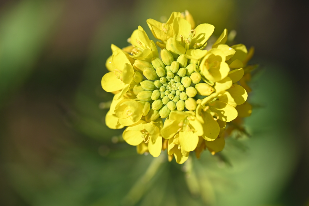 寒咲き菜の花