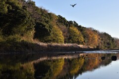 晩秋の嵐山渓谷