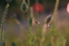 ポピー畑に生きる