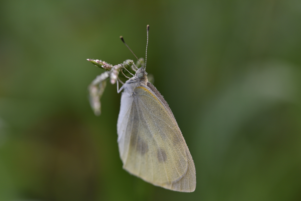 これでは飛べない