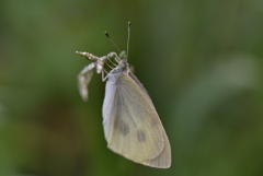 これでは飛べない