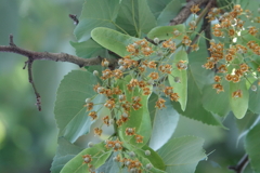 菩提樹の花