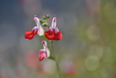 お花畑の朝③