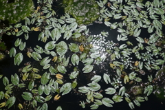 池の景色