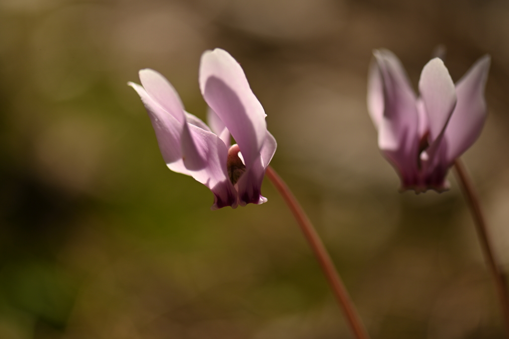 ヘデリフォリウム