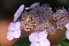 紫陽花