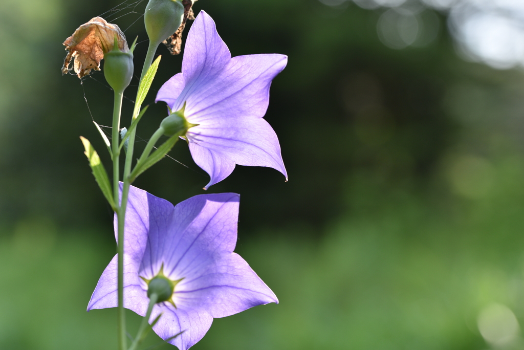 桔梗のポーズ