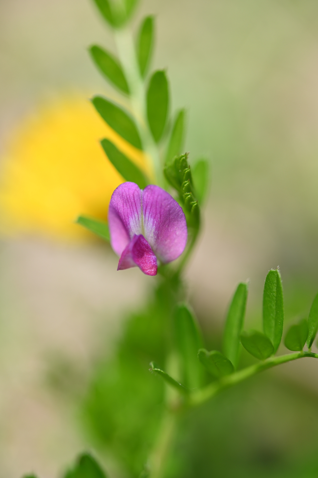 カラスノエンドウ