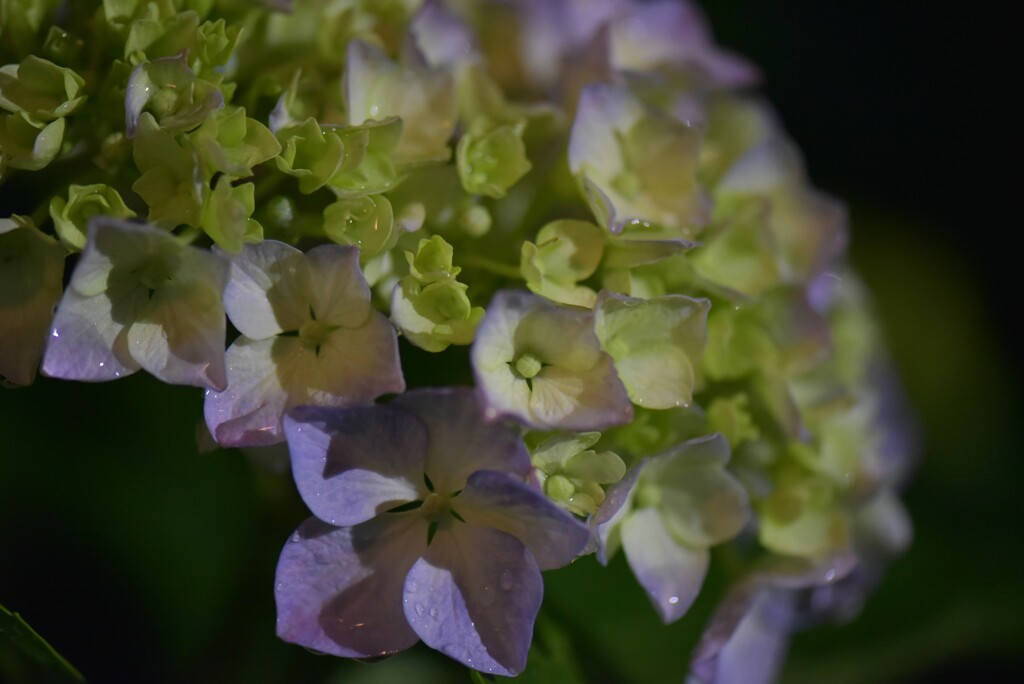 夜の紫陽花Ⅱ