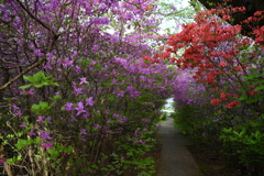 躑躅のトンネル