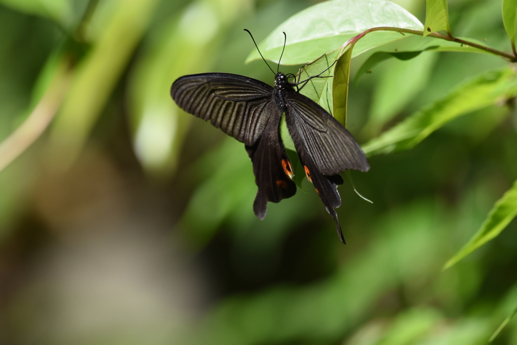止まってくれた