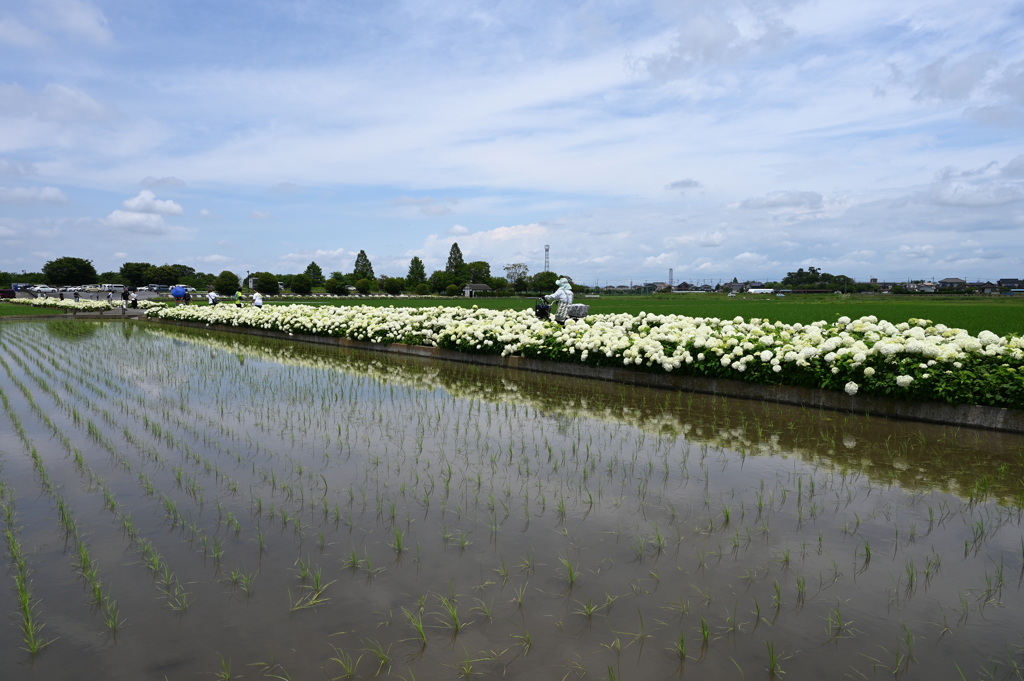 あじさいロードⅡ