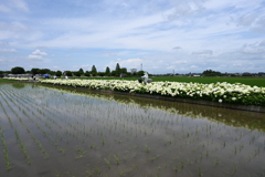 あじさいロードⅡ