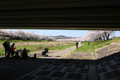 橋の下の花見