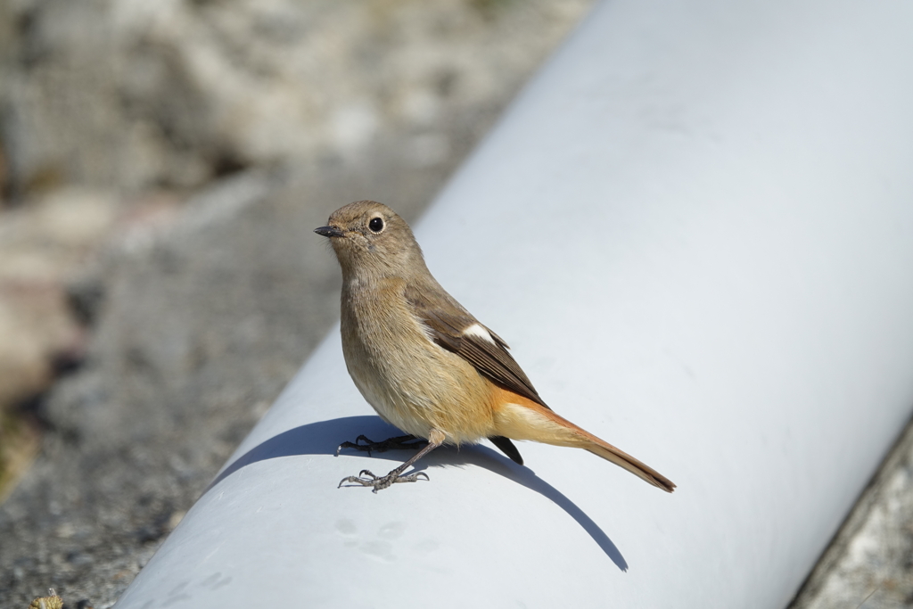 可愛いでしょう