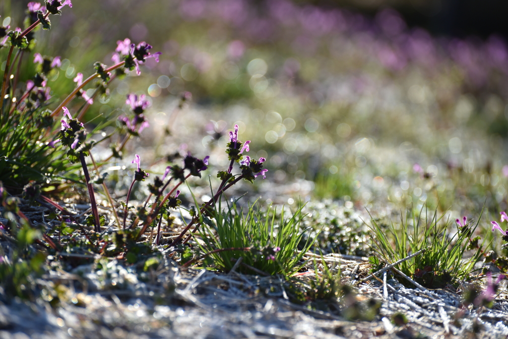 季節外れの霜が降りた朝②
