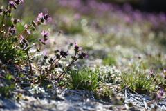 季節外れの霜が降りた朝②