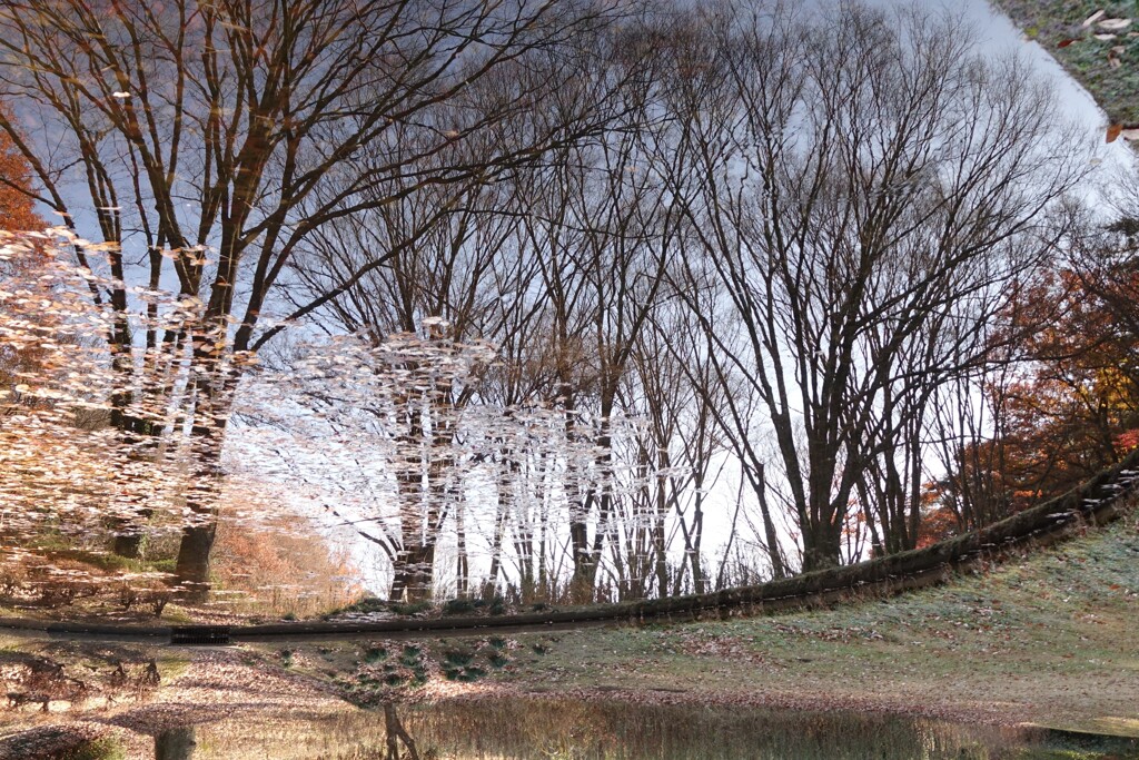 池の鏡Ⅱ