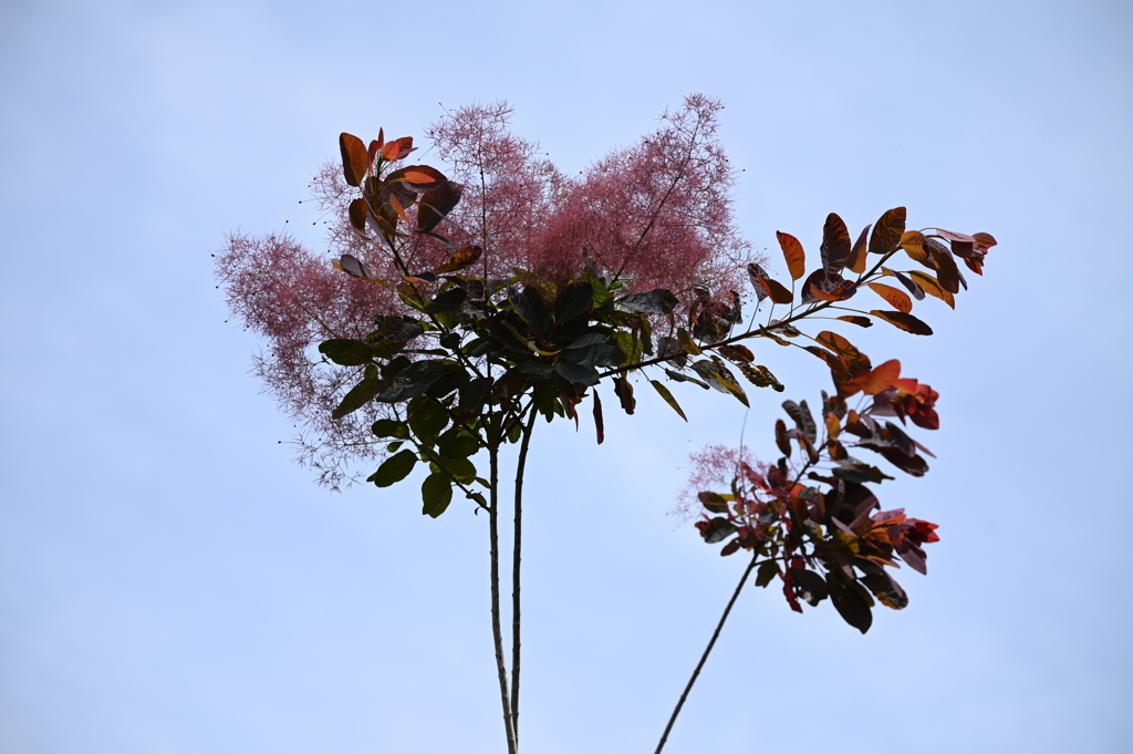 スモークツリー