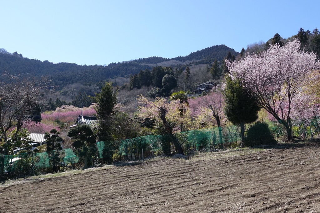 山里の春