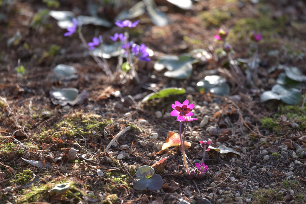 春を告げるピンク