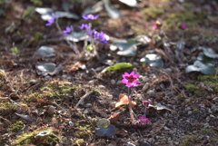 春を告げるピンク