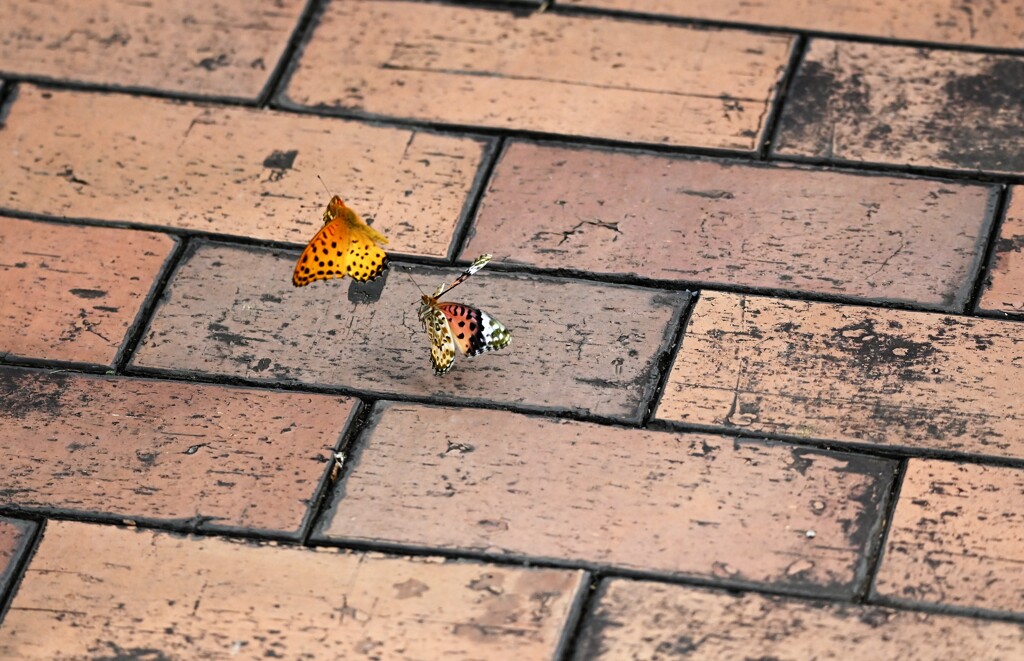 路上パフォーマンス