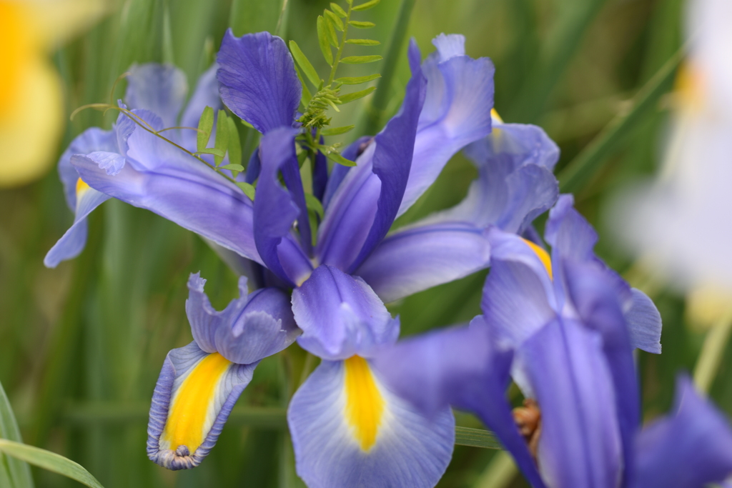 ダッチアイリス