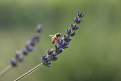 ラベンダー畑の朝
